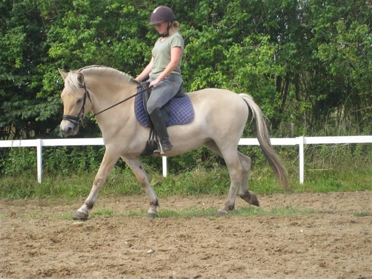 Fjordhest Baksmindes Victoria billede 13