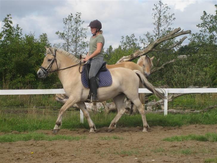 Fjordhest Baksmindes Victoria billede 14