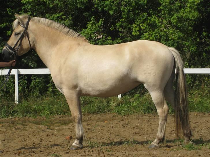 Fjordhest Baksmindes Victoria billede 15