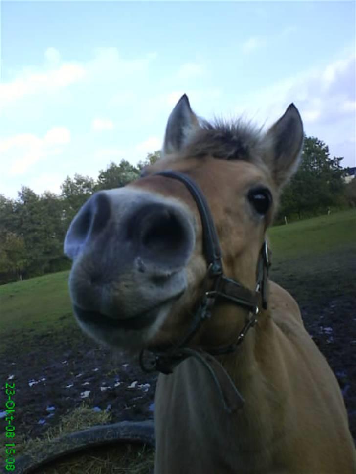 Fjordhest bøgehøj´s Cindy Babe*Himmelhest* billede 11