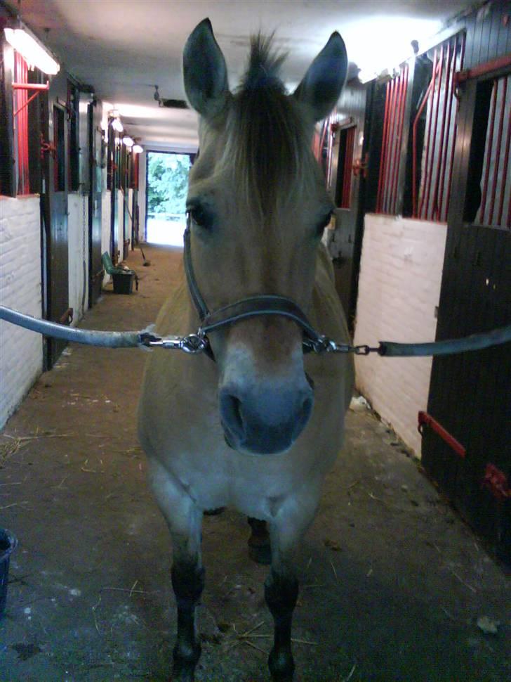 Fjordhest bøgehøj´s Cindy Babe*Himmelhest* billede 12