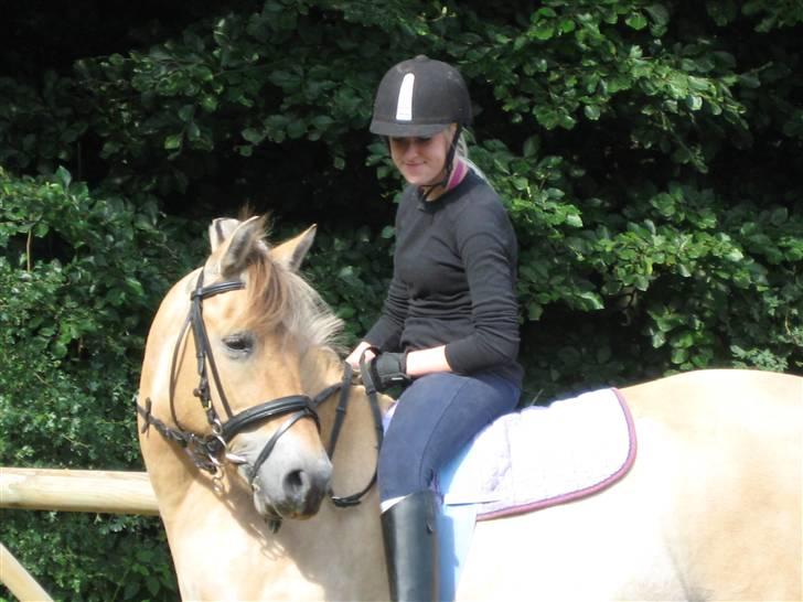 Fjordhest bøgehøj´s Cindy Babe*Himmelhest* billede 13