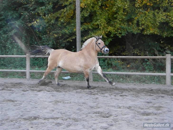 Fjordhest bøgehøj´s Cindy Babe*Himmelhest* billede 14
