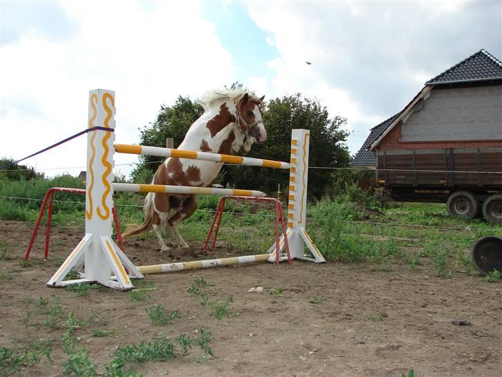 Pinto Lucky (Min bedste ven forevigt) - Lucky der springer 1 meter VAAUUU !! billede 3