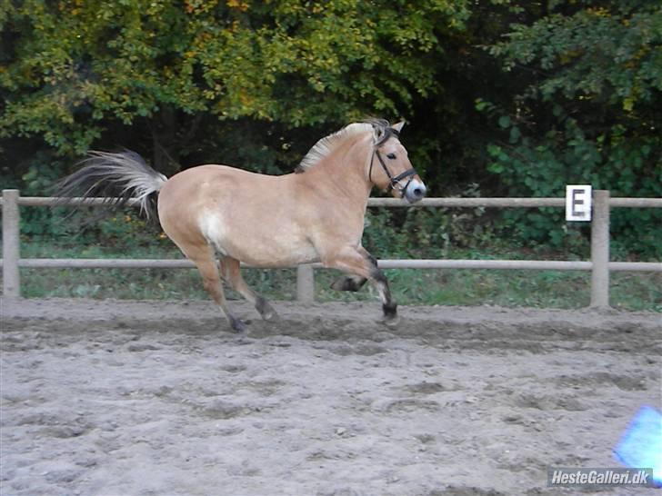 Fjordhest bøgehøj´s Cindy Babe*Himmelhest* billede 15