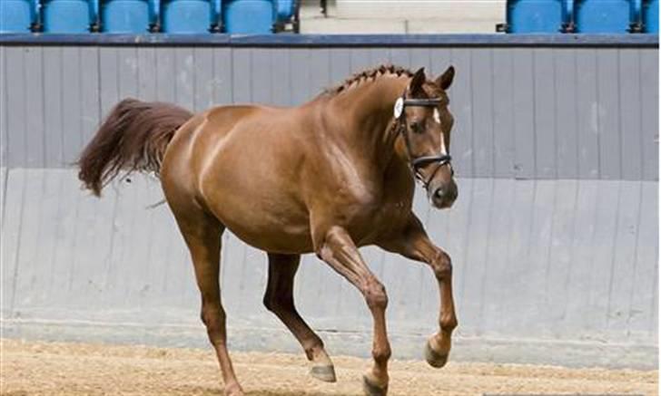 Dansk Varmblod OREBO'S ASRA - Til kåring i o7. billede 11