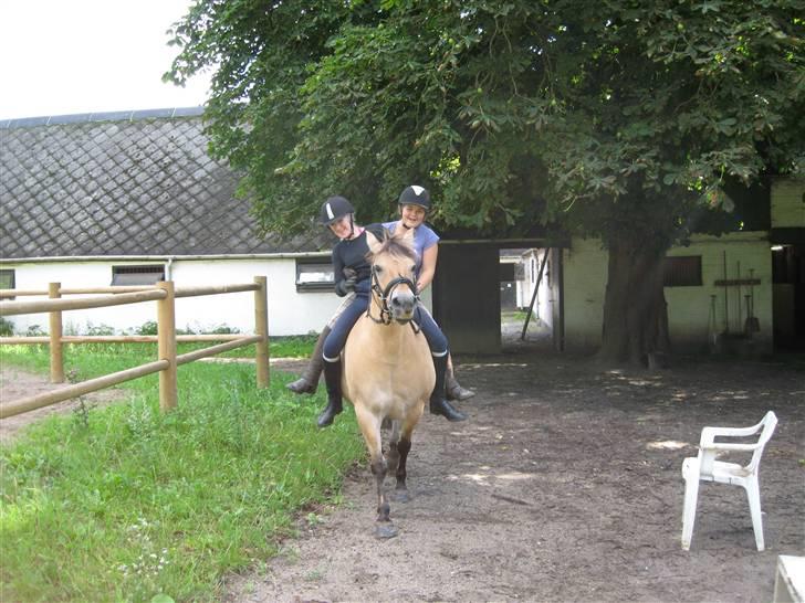 Fjordhest bøgehøj´s Cindy Babe*Himmelhest* billede 16