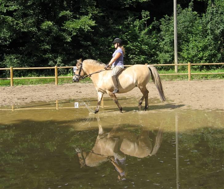 Fjordhest bøgehøj´s Cindy Babe*Himmelhest* billede 17