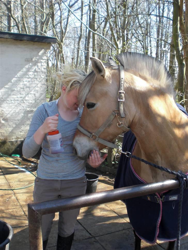 Fjordhest bøgehøj´s Cindy Babe*Himmelhest* billede 18