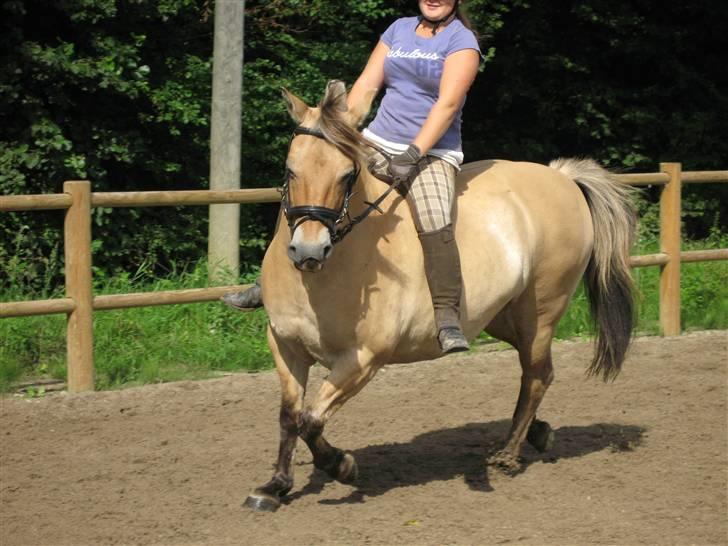 Fjordhest bøgehøj´s Cindy Babe*Himmelhest* billede 19