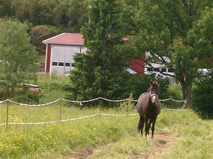Anden særlig race Push Off - her har vi ham på sommerfold for langt tid siden, med en Stor mave ! :D billede 12
