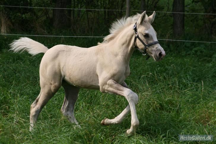 Palomino Golden candy - 29/09-2008 Smukke prinsesse <3 billede 5