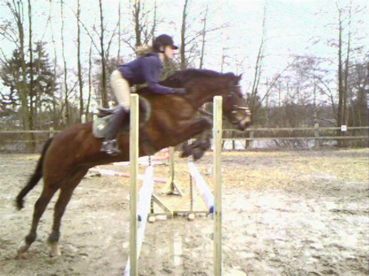 New Forest Øxsenborgs Pinocchio - er jeg ikke god?? billede 1