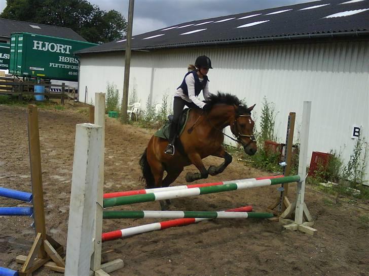 New Forest Øxsenborgs Pinocchio - jaa jeg elsker at springe!! billede 2