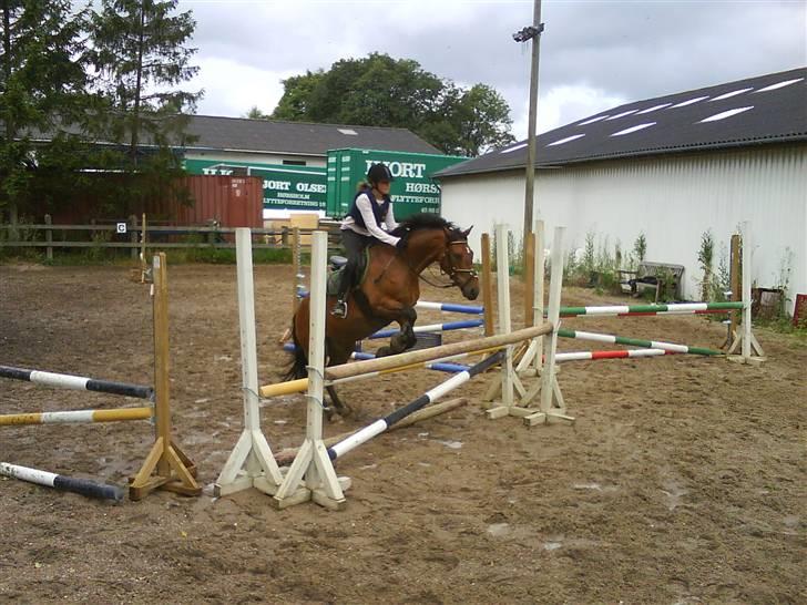 New Forest Øxsenborgs Pinocchio - åh hvor er det sjovt at springe 1m.  billede 3