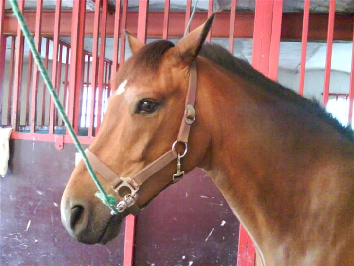 New Forest Øxsenborgs Pinocchio - se hvor jeg skinner billede 4