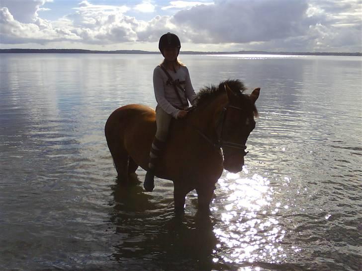 New Forest Øxsenborgs Pinocchio - hvor er det dejligt at være ude i vandet billede 5