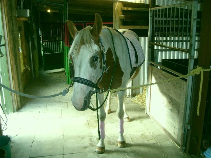 Anden særlig race Nikita<3 Solgt billede 7