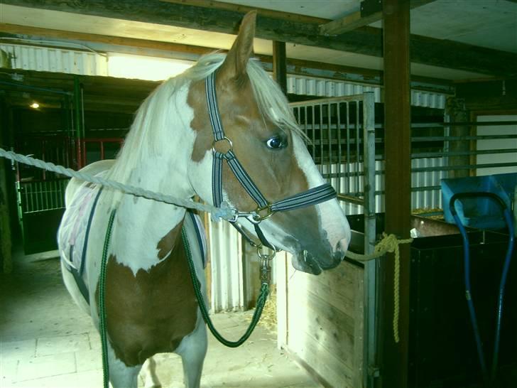 Anden særlig race Nikita<3 Solgt billede 8