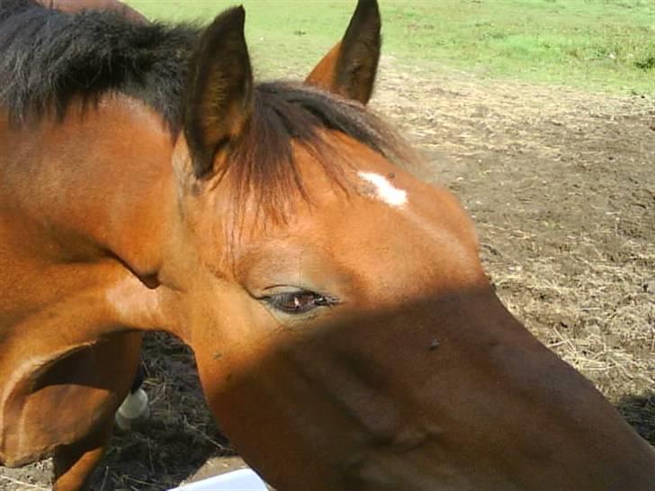 New Forest Øxsenborgs Pinocchio - uh hvor solen skinner billede 8