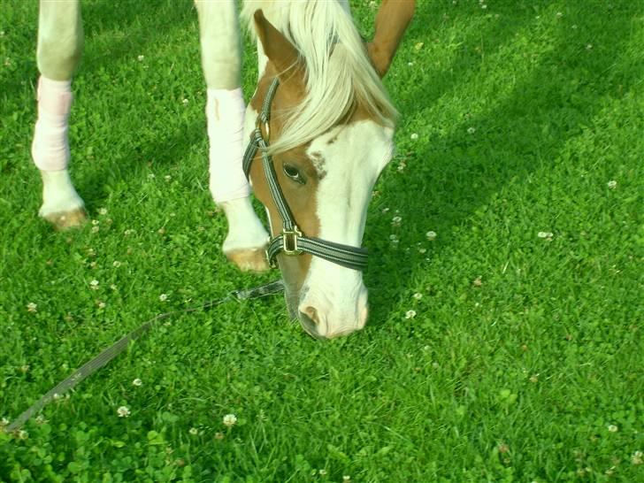 Anden særlig race Nikita<3 Solgt billede 9