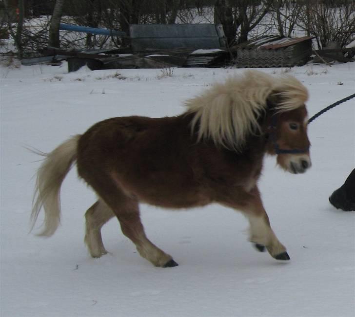 Miniature Skipper - Udlånt  - Born to be wild!! (: <3´ billede 2