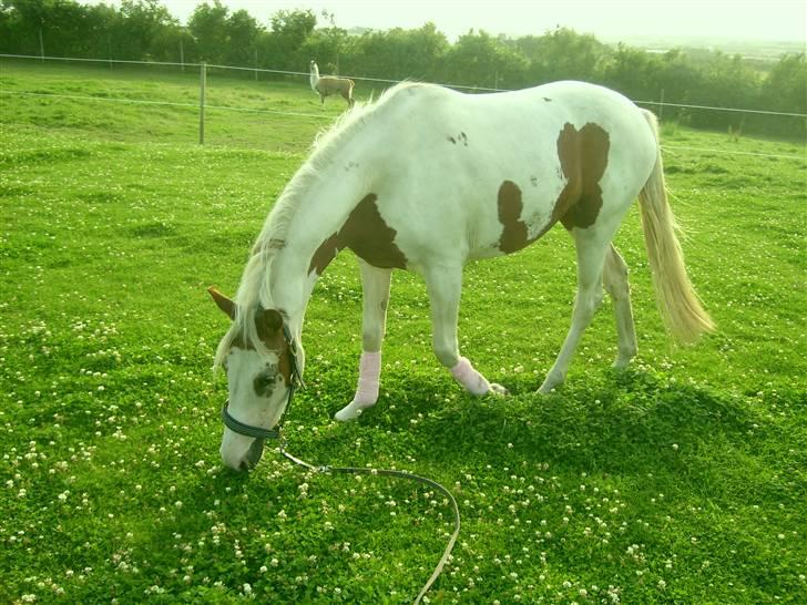 Anden særlig race Nikita<3 Solgt billede 10