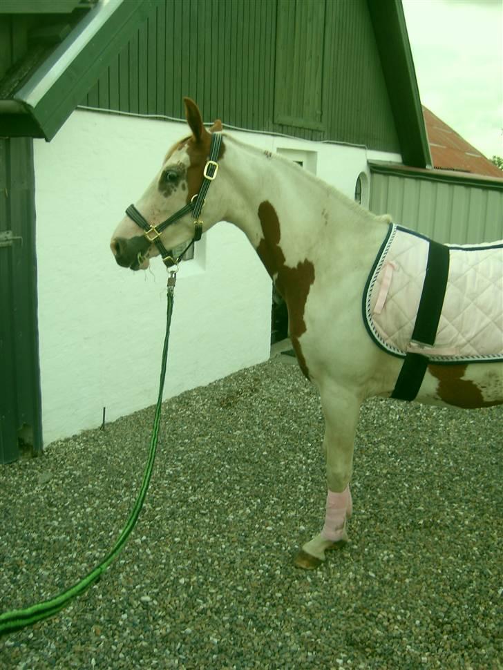 Anden særlig race Nikita<3 Solgt billede 11