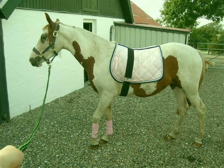 Anden særlig race Nikita<3 Solgt billede 12