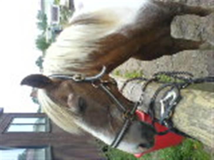 Pinto Mr Jamie (rider ik mere) billede 17