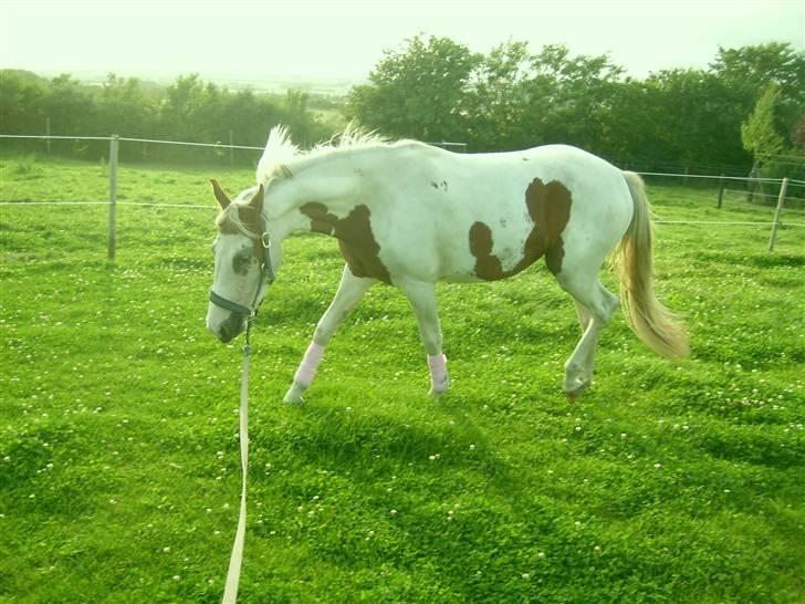 Anden særlig race Nikita<3 Solgt billede 13