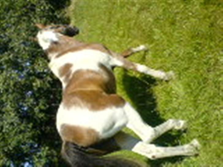 Pinto Mr Jamie (rider ik mere) billede 18