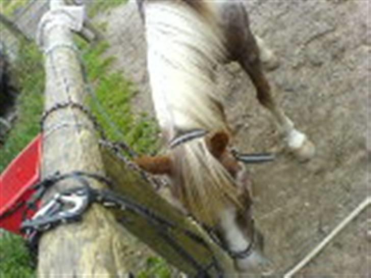 Pinto Mr Jamie (rider ik mere) billede 19