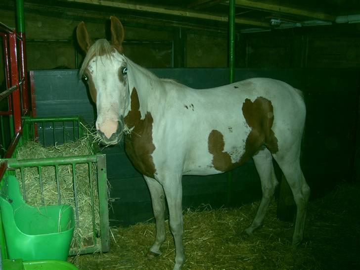 Anden særlig race Nikita<3 Solgt billede 14