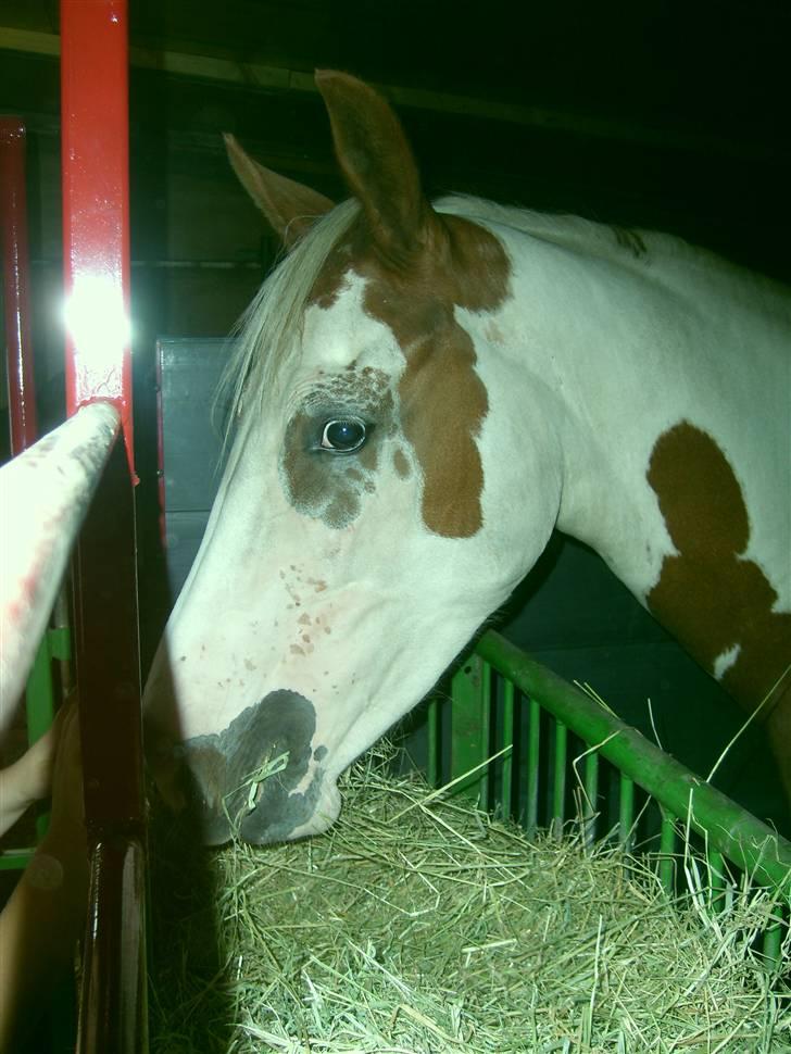 Anden særlig race Nikita<3 Solgt billede 15