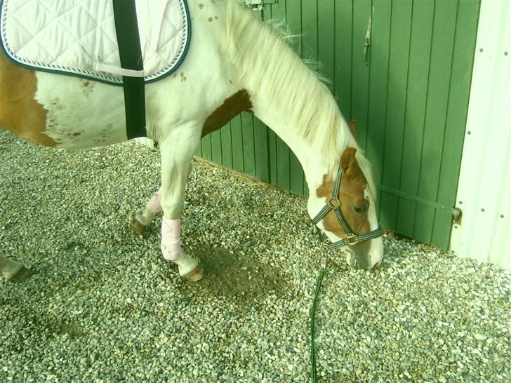 Anden særlig race Nikita<3 Solgt billede 16