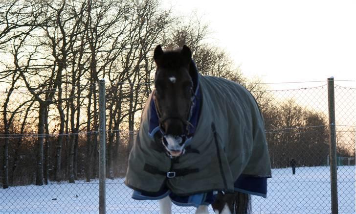 Pinto Little Mr. Spotlight - (16) Snepony :i.  || 3 Januar 2010 || Foto: Christina v. Dosenrode  billede 16