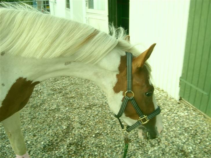 Anden særlig race Nikita<3 Solgt billede 17