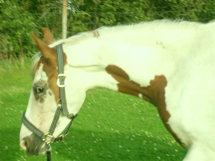 Anden særlig race Nikita<3 Solgt billede 18