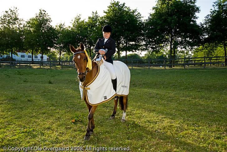 Anden særlig race Lucas ( aflivet) billede 10