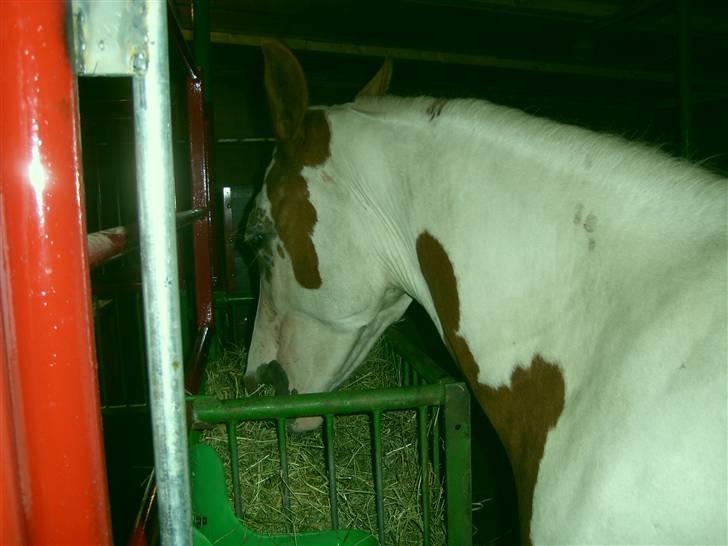 Anden særlig race Nikita<3 Solgt billede 19