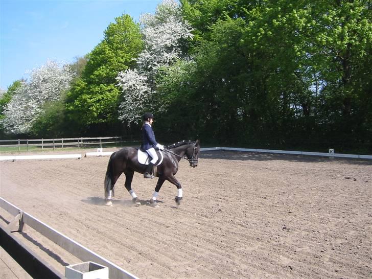 Welsh Cob (sec D) Silva - LC2, billede 18