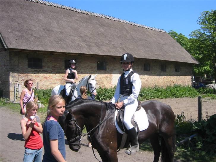 Welsh Cob (sec D) Silva - Venter på at komme på banen, Spring Kokkedel. LB billede 19