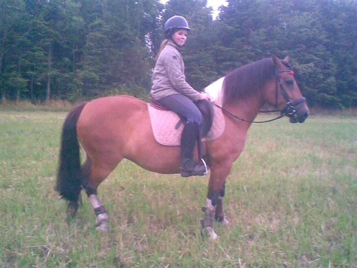 Anden særlig race Victoria billede 9