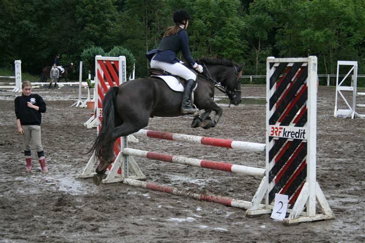 Welsh Cob (sec D) Silva - Når enden er god .. ja, så er alting jo godt ;) læg en kommentar og en bedømmelse? billede 20