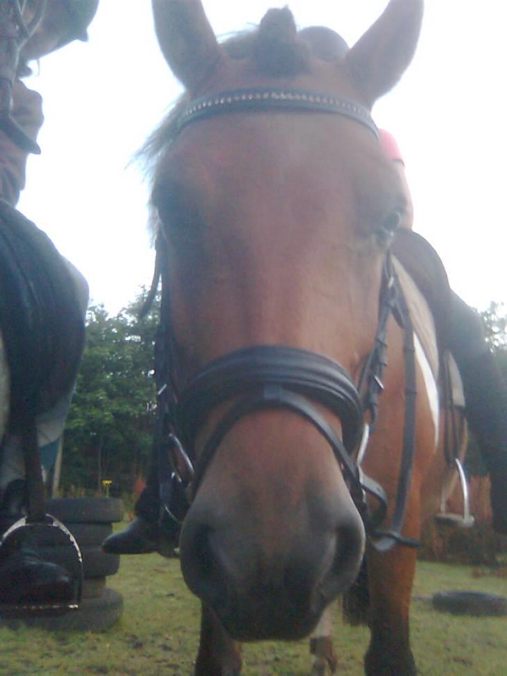 Anden særlig race Victoria billede 10