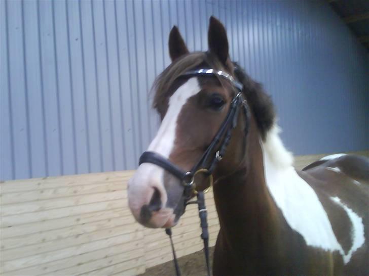 Pinto Svalebo´s Sundance - Solero den dag jeg fik ham :D billede 1