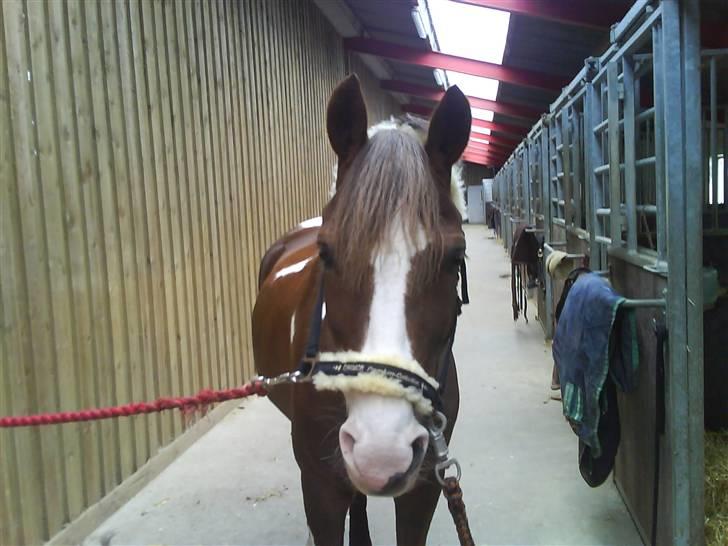 Pinto Svalebo´s Sundance - Solero på gangen(: billede 3
