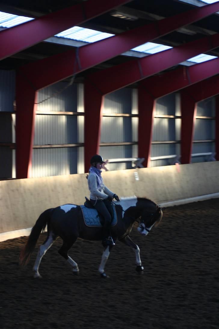 Pinto Svalebo´s Sundance - Solero og sofus (: billede 4