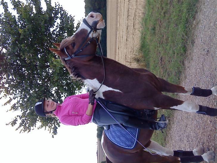 Pinto Svalebo´s Sundance - Solero! <33 billede 6